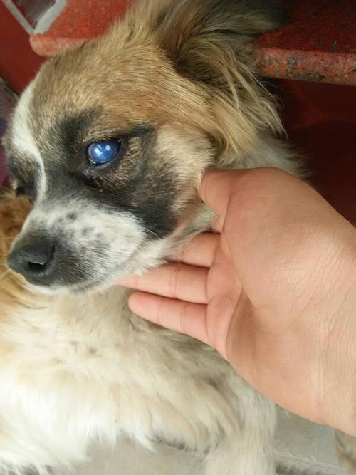小狗眼睛蓝膜,小狗眼睛蓝膜多久消失,狗狗眼睛长了蓝膜怎么办，求助？