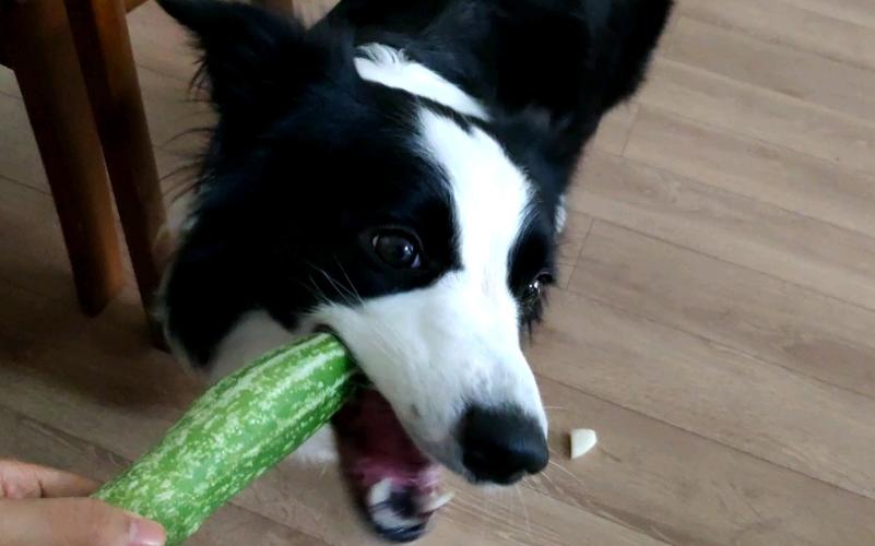小狗能吃黄瓜吗,小狗能吃黄瓜吗生的,狗会吃生菜吗？
