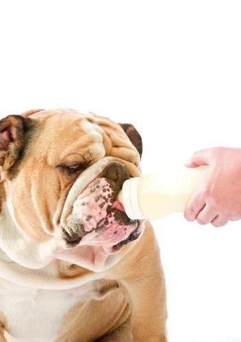小狗可以吃奶粉吗,一个月的小狗可以吃奶粉吗,狗喝奶粉会怎么样？