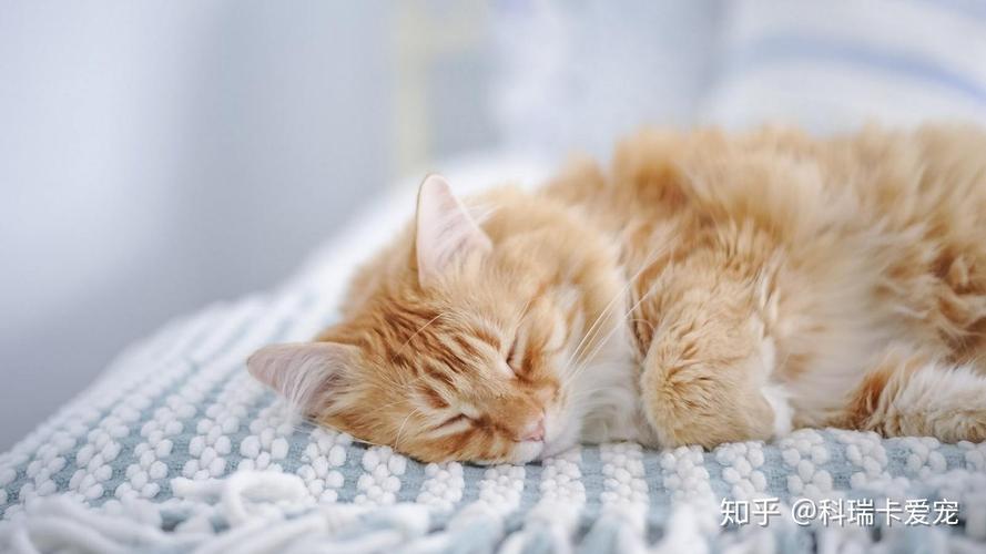 猫一般什么时候睡觉,猫一般什么时候睡觉什么时候精神,猫的作息时间？