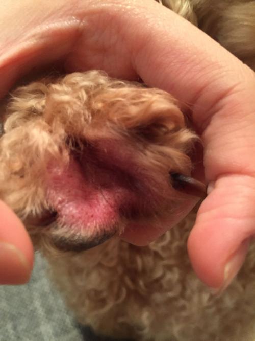 小狗毛囊炎,小狗毛囊炎是怎么治疗,狗狗下巴长了好多红色小疙瘩？