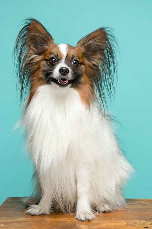 丝毛狗是什么品种的狗,丝毛狗狗图片,蝴蝶犬多大才长出长毛？