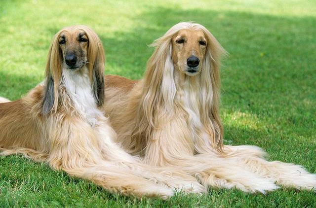 毛很长的小狗,毛很长的小狗是什么品种,推荐几种大型犬。毛很长而且外形好看的狗狗？