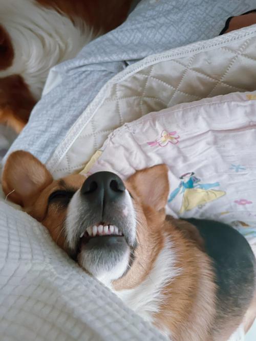 小狗睡觉磨牙,小狗睡觉磨牙正常吗,狗睡觉咕咕叫怎么回事？