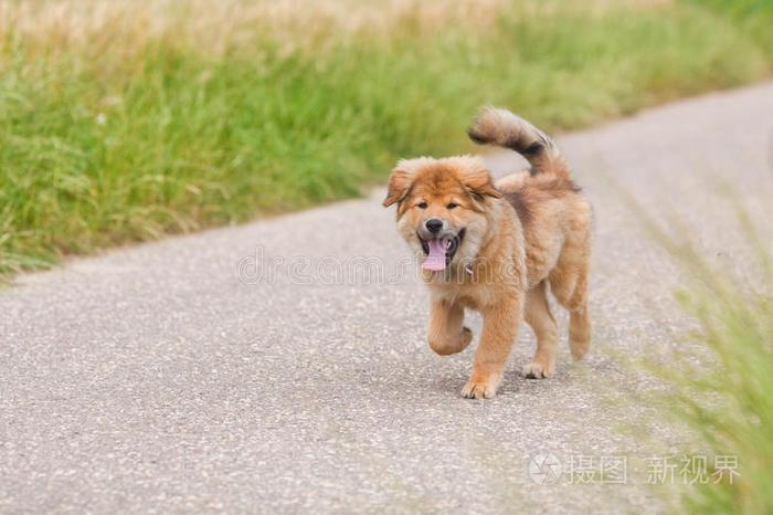 小狗走路的样子,小狗走路的样子描写,小狗几天会走路？