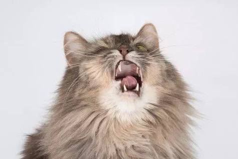 猫为什么一直打喷嚏,猫为什么一直打喷嚏流鼻涕,猫打喷嚏是怎么回事？
