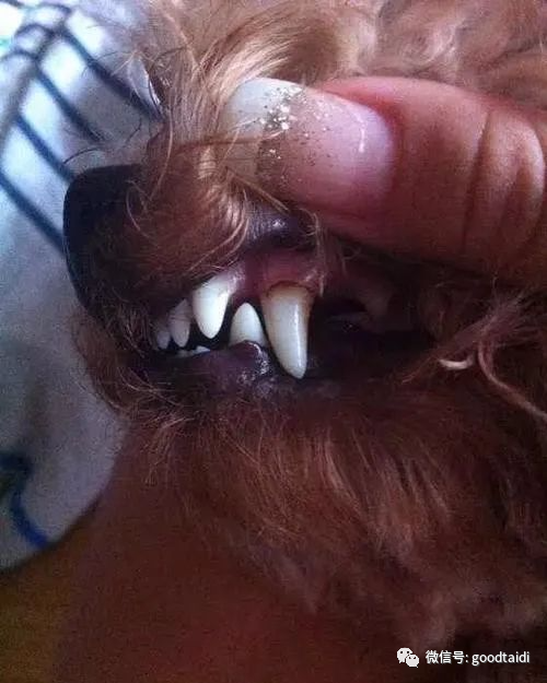 狗的换牙期是什么时候,狗换掉的牙齿哪里去了,小狗几个月可以换完牙齿？小狗从半个月前开始？