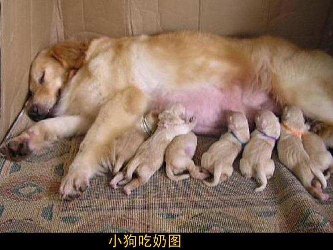 刚出生的小狗不吃奶,刚出生的小狗不吃奶怎么回事,刚出生的小狗不会主动喝奶，怎么办？