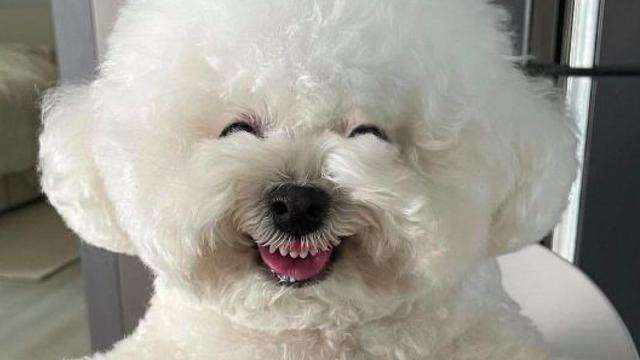 小狗会笑吗,小狗会笑吗怎么笑,为什么人一大笑狗就会很兴奋？