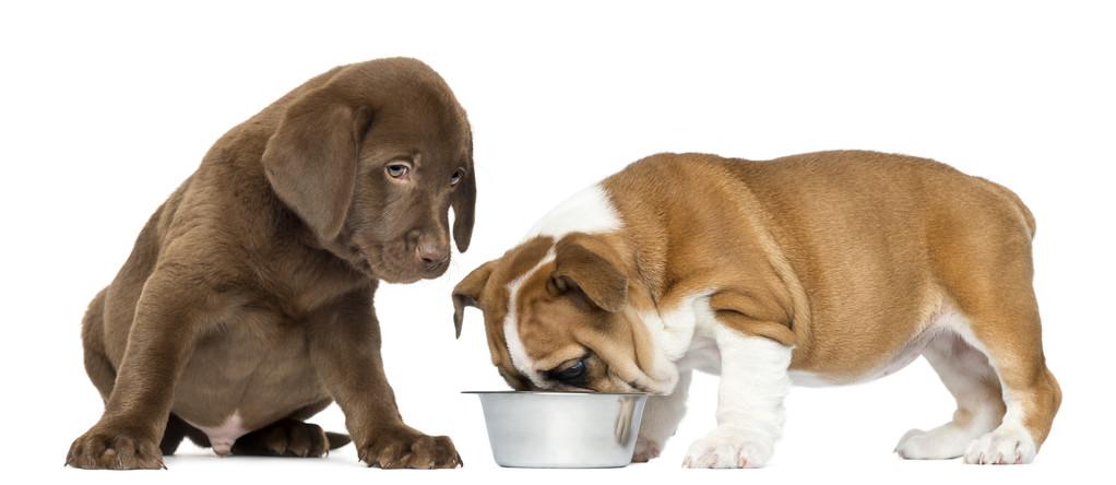 小狗吃东西的样子,小狗吃东西的样子怎么写,狗狗一吃东西就咳嗽？