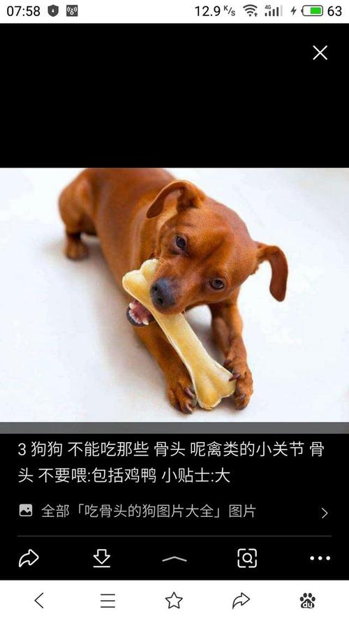 小狗爱吃肉骨头,小狗爱吃肉骨头儿歌,狗为什么喜欢吃骨头？