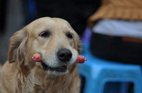 狗为什么喜欢吃火腿肠,狗为什么喜欢吃火腿肠和肉呢,狗狗可以吃火腿肠吗？