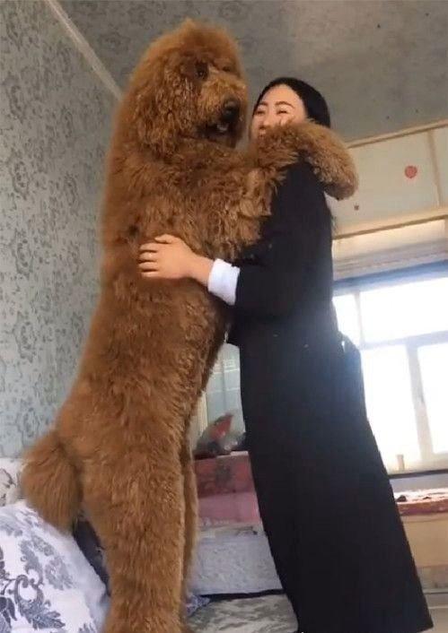 像泰迪的大型犬叫什么,长得像泰迪的大型犬叫什么,跟泰迪长得很像但比泰迪大？