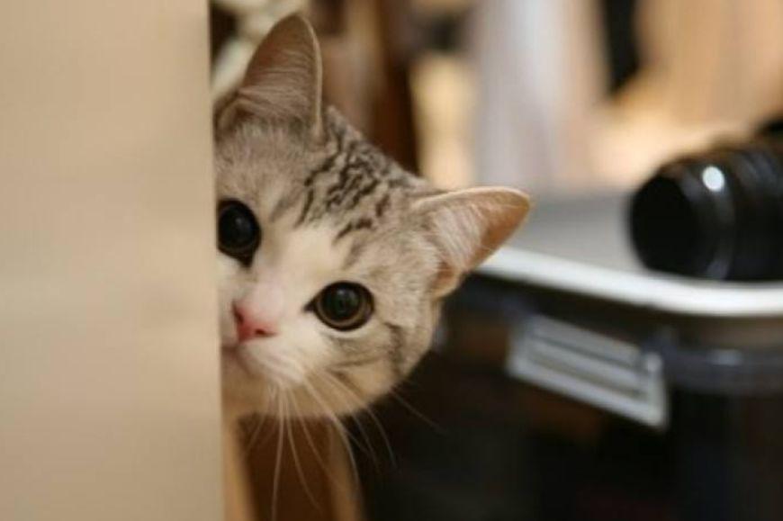 为什么猫一直盯着你看,为什么猫一直盯着你看还叫,幼猫一直盯着你看是为什么？