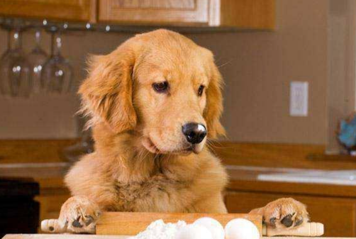 小狗可以吃鸡蛋黄吗,小狗可以吃鸡蛋黄吗?两个多月的,猫猫狗狗可以吃蛋黄吗？