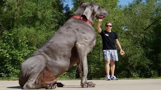 世界上最大的狗是什么狗,世界上最大的狗是什么狗图片,中型犬、小型犬、大型犬的判定标准？