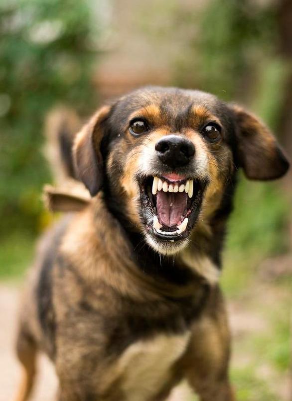 小狗生气的叫声,小狗生气的叫声录音,狗“嗯一”的低沉声有何意思？