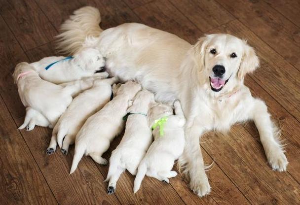 狗生七个是什么征兆,狗生七个是不吉利,狗狗生产，隔多久能生一个宝宝？