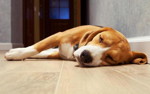 小狗可以睡地板吗,,我家狗狗三个月大了。可以睡地上吗？