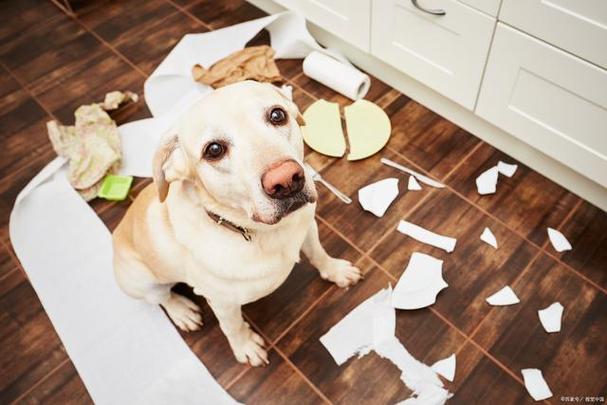 狗为什么喜欢吃卫生纸,狗为什么喜欢吃卫生纸有事吗,我们家狗狗爱吃卫生纸，不知道是不是有什么特别的异常~~？