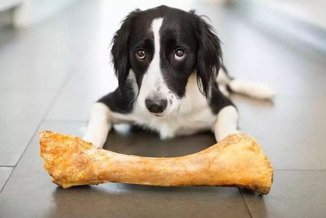 小狗能啃骨头吗,两个月小狗能啃骨头吗,三个月的狗狗可以吃骨头？