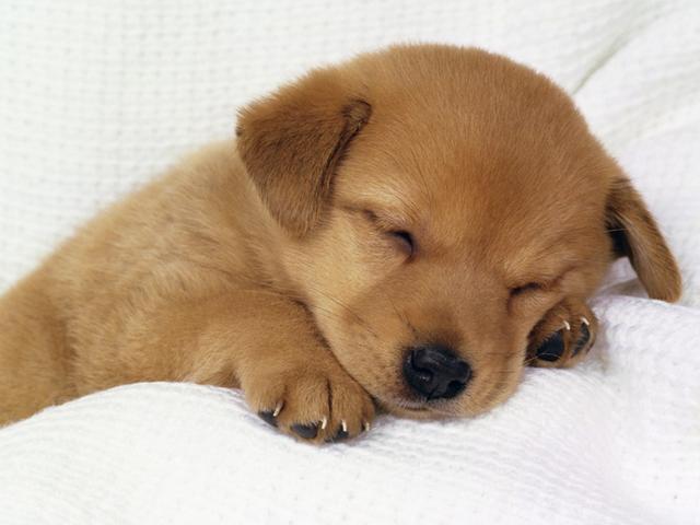 小狗会做梦吗,小狗会做梦吗为什么,小狗是不是也做梦啊?有天晚上就好象哭似的？
