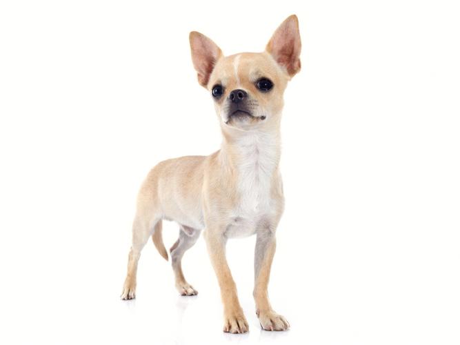 常见的小狗品种,常见的小狗品种有哪些,外貌貌似吉娃娃《狗》的品种有多少种啊?都是什么品种的？