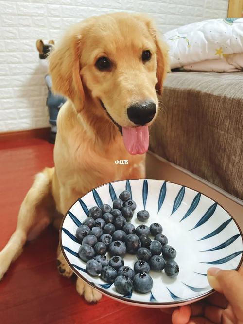 小狗能吃蓝莓吗,小狗能吃蓝莓吗为什么,金毛能吃蓝莓吗？