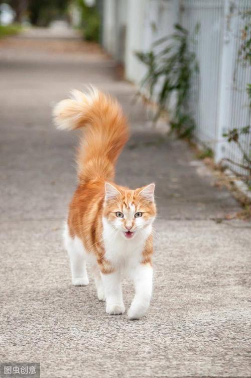 为什么猫的尾巴一直竖着,为什么猫的尾巴一直竖着还一直抖,为什么猫的尾巴总是竖着？
