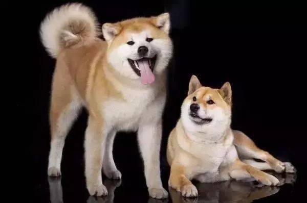 柴狗和柴犬有什么区别,柴狗和柴犬有什么区别图片,中国柴狗和日本柴犬有什么区别？