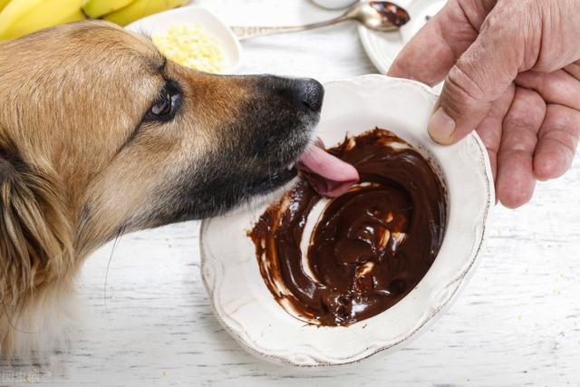小狗能吃芝麻吗,狗狗十大禁忌食物,芝麻核桃糊可以给狗吃吗？