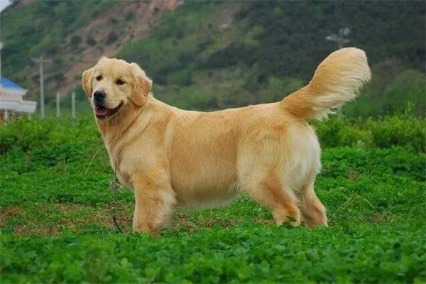 世界上最便宜的狗是什么狗,世界上最便宜的狗是什么狗?,小金毛10元一只是真的吗？