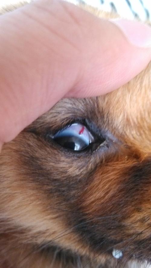 小狗眼睛有红血丝,小狗眼睛有红血丝怎么回事,狗狗眼睛里有红血丝总是流水怎么办？