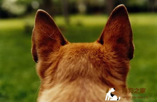 描写小狗的耳朵,描写小狗的耳朵怎么写,动物的耳朵像什么比喻句？