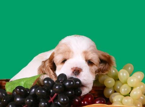 小狗能不能吃葡萄,小狗能不能吃葡萄皮,狗狗能吃提子吗？