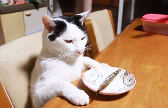 猫为什么不吃小鱼干,我家猫为什么不吃小鱼干,为什么猫不吃鱼味的猫条？