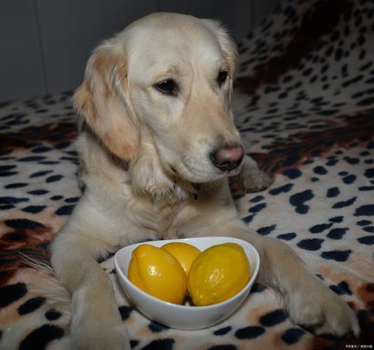 小狗能吃柚子吗,小狗能吃柚子吗冬天,两个月的小狗能吃柚子吗？
