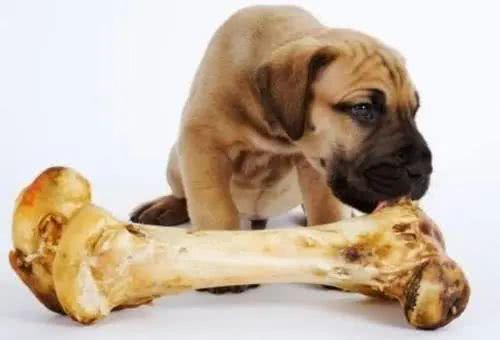 狗狗为什么能消化骨头,狗狗为什么能消化骨头呢,犬为什么能消化骨头？