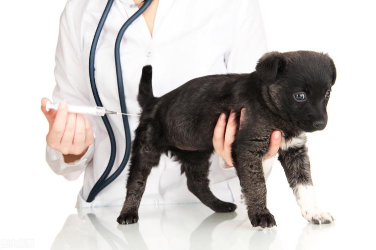刚出生的狗狗什么时候打疫苗,刚出生的狗狗什么时候打疫苗多少钱,小狗出生后，要多少天打狂犬疫苗，细小针？
