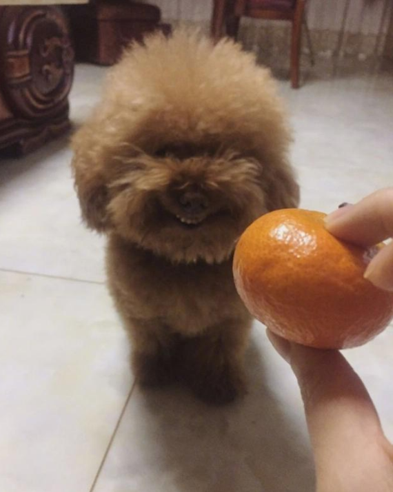 小狗可以吃橙子吗,小狗可以吃橙子吗?,泰迪能吃橙子吗？