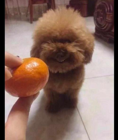 小狗能吃橙子吗,小狗能吃橙子吗为什么,泰迪能吃橙子？泰迪能吃橙子吗？