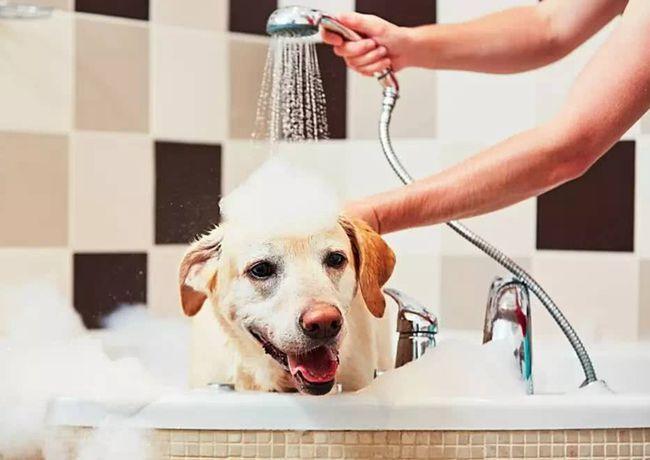 小狗几个月能洗澡,小狗几个月能洗澡剪毛,狗狗一般多久洗澡最好？