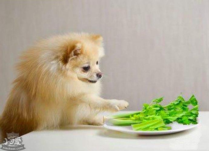 小狗能吃菠菜吗,小狗能吃菠菜吗会中毒吗,小狗不能吃的东西有哪些？萝卜和菠菜能吃么？