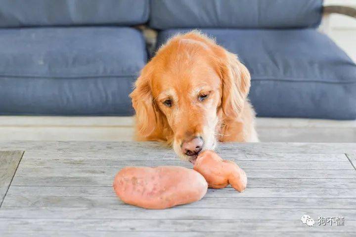 小狗能不能吃红薯,小狗能不能吃红薯干,狗狗胰腺炎饮食注意什么？