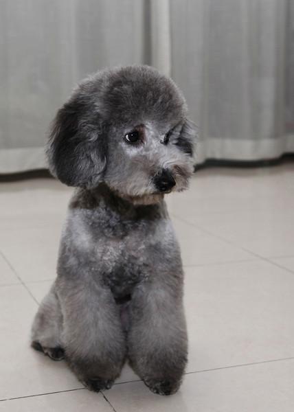 灰色泰迪多少钱,灰色泰迪多少钱一只幼犬,标准灰色泰迪长大多少斤？