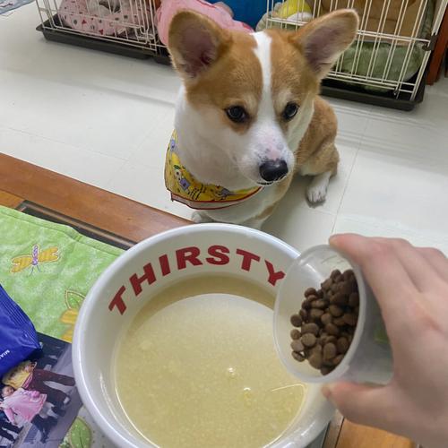小狗能吃小米粥吗,小狗能吃小米粥吗有营养吗,狗狗吃的小米粥怎么做？