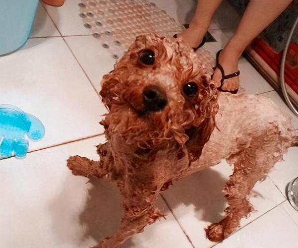 一个月小狗可以洗澡吗,一个月小狗可以洗澡吗?,我家的泰迪狗狗一个月了，能洗澡了吗？