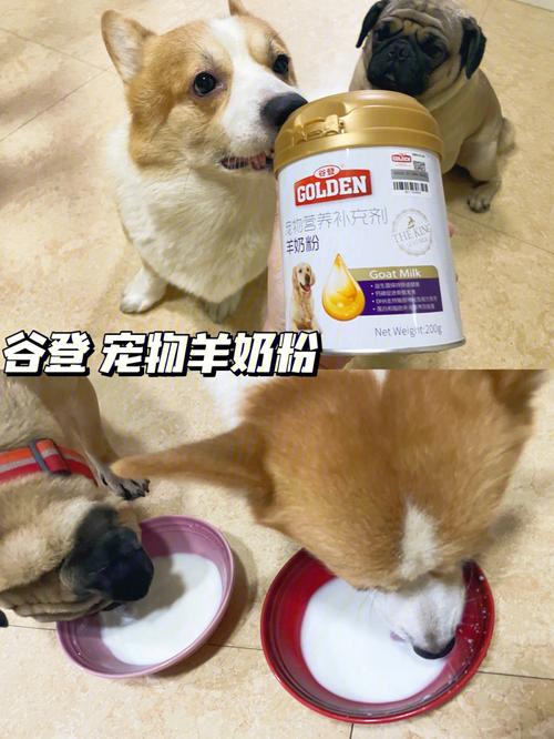 小狗能喝豆奶粉吗,小狗能喝豆奶粉吗?,刚出生的小狗可以喝豆奶粉吗？
