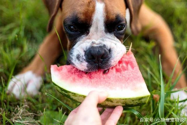 小狗能不能吃西瓜,小狗能不能吃西瓜皮,一个月的小狗，可以吃西瓜吗？
