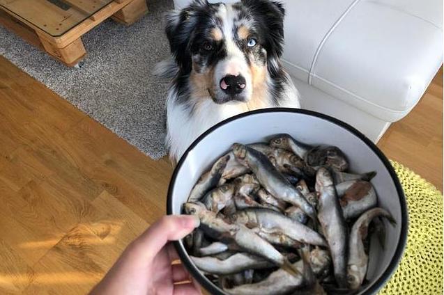 小狗可以吃鱼肉吗,两个月小狗可以吃鱼肉吗,狗可以吃活鱼吗？